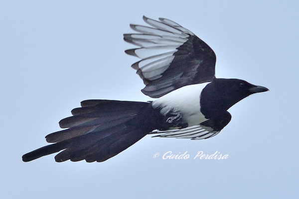 Corvidi in volo